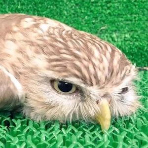 Meet your Posher, Abigail